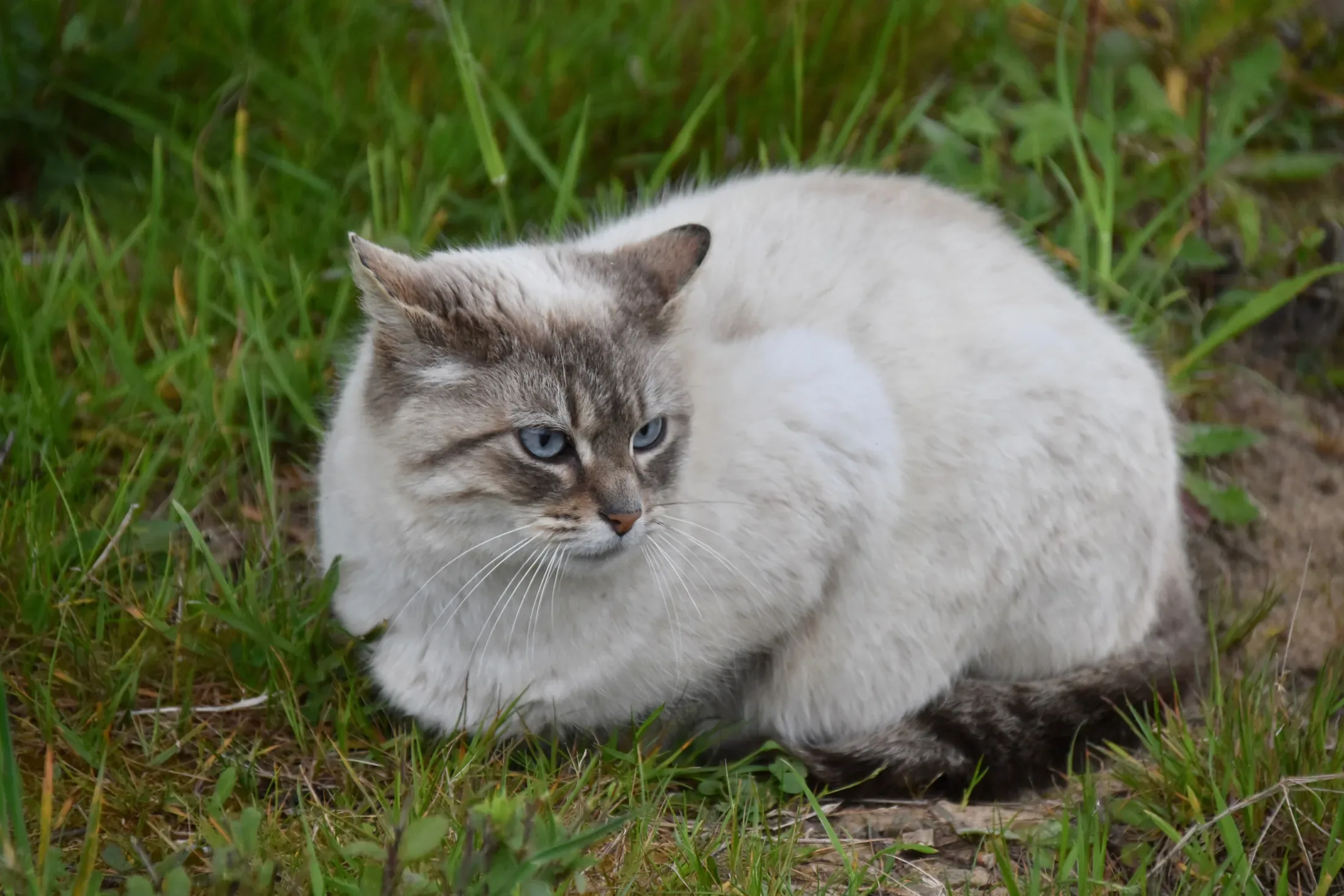 Кошка
