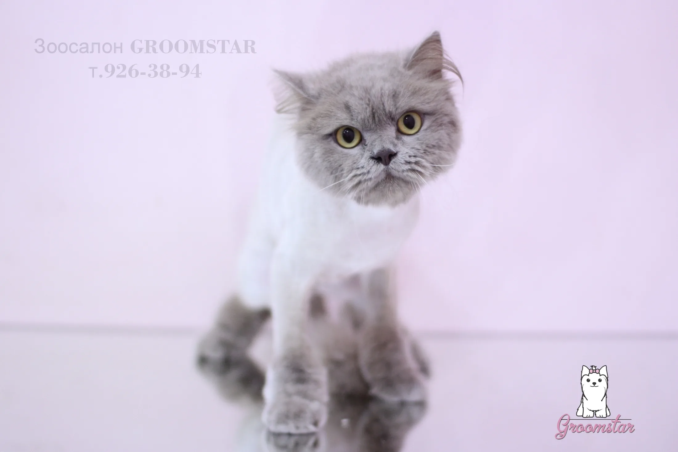 Стрижка кошки — после ухода, фото 4