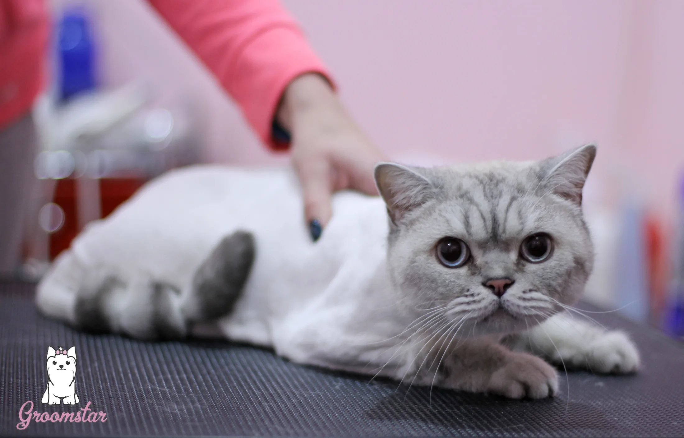 Стрижка кошки — после ухода, фото 3